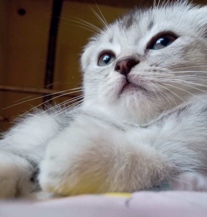 «Премиум-класс» шиншила чиста кровные катят продаётся