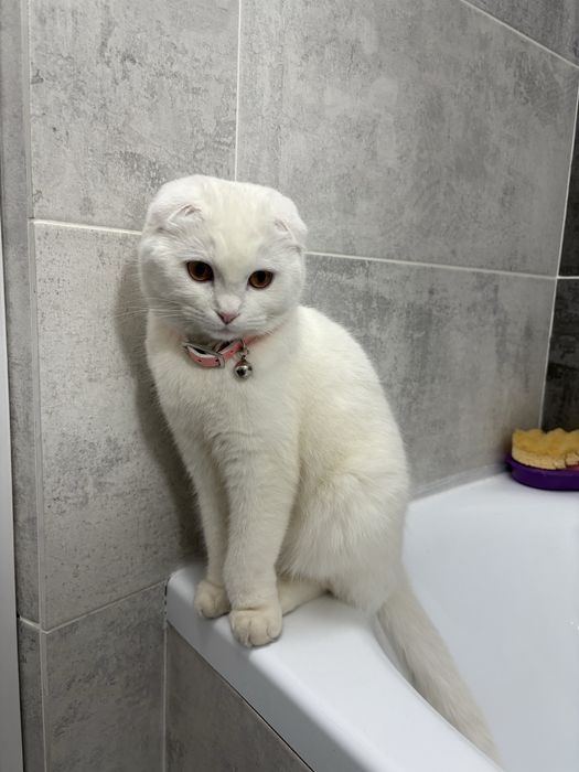Кошка Шотландская вислоухая