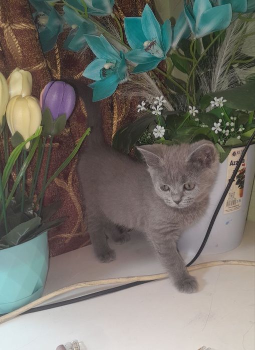 Чистокровные Шотландские котята,ПРАВИЛЬНАЯ ВЯЗКА