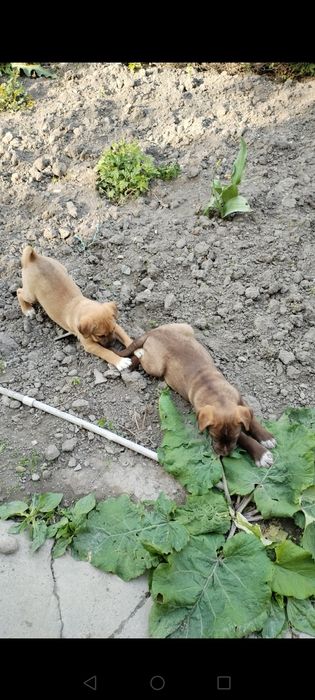 Отдам в хорошее руки щенков