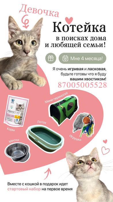 Котенок девочка в добрые руки с подарком