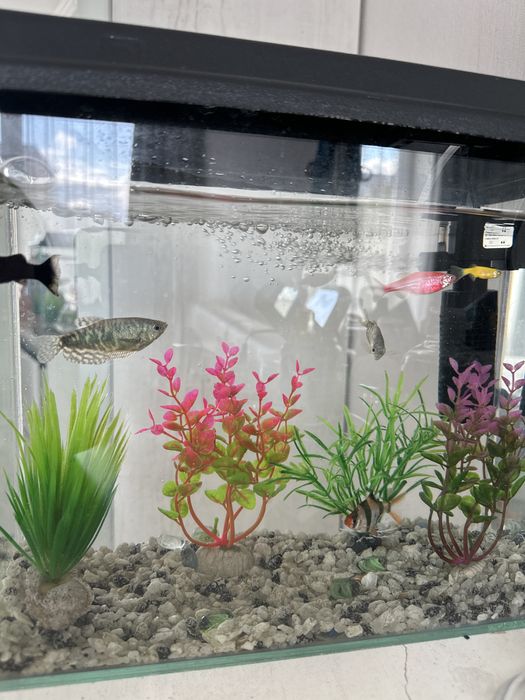 Аквариум с рыбками