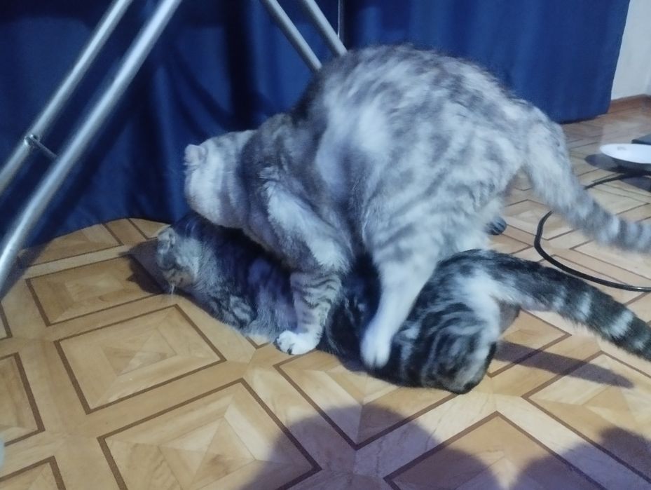 Опытный шотландский кот. Вязка