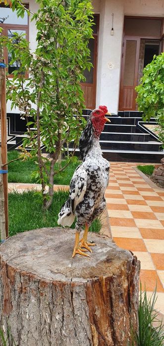 Miramir koshamo xoʻroz sotiladi