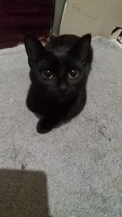 Отдам в хорошие руки