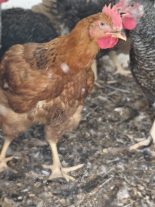 Vând cocoși rasă grea