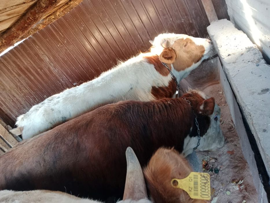 Продам упитанных бычков