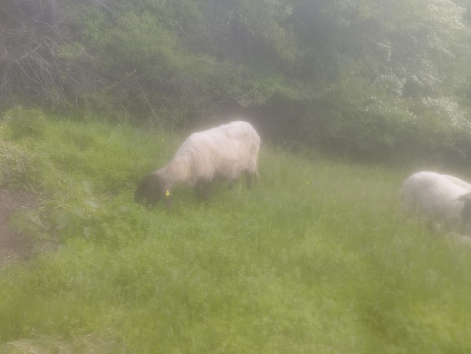 Oi carabase  sârbească