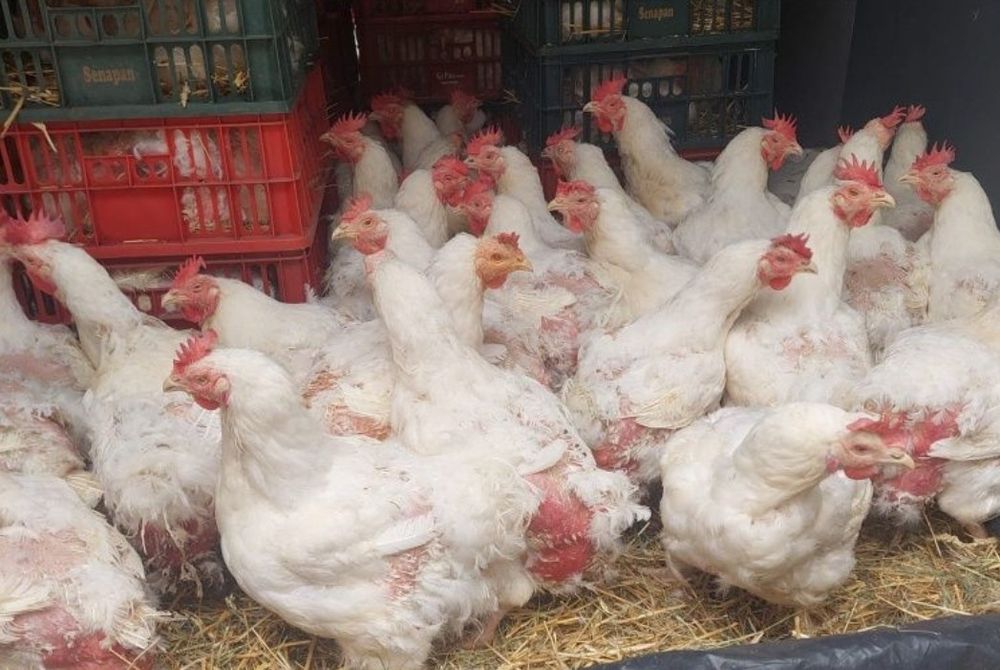 Găini roșii ouătoare și albe de carne