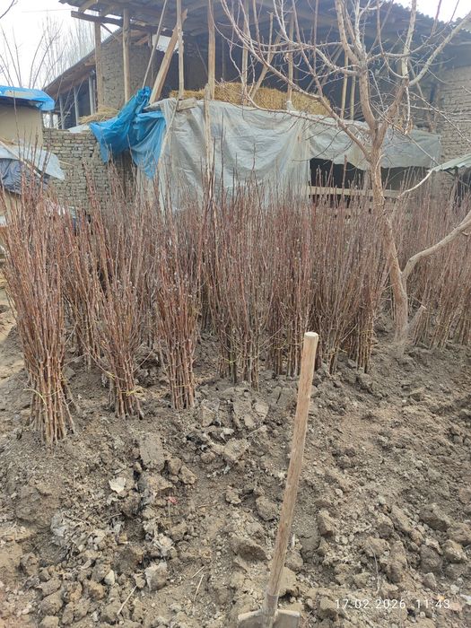 Кўчатлар мевали !