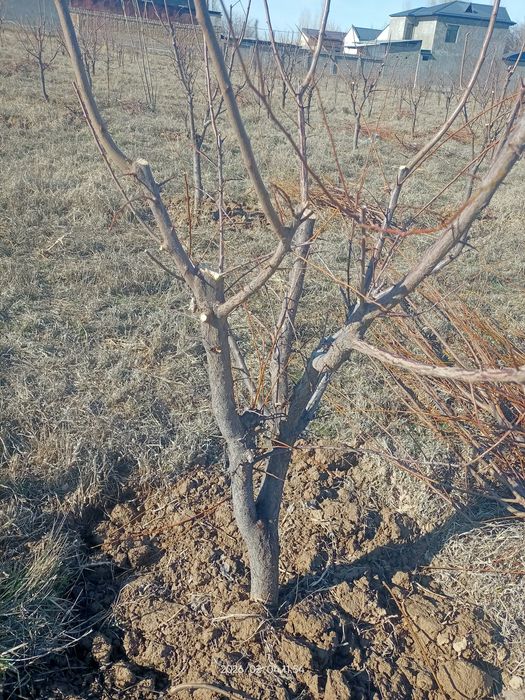 Shakil berish daraxtlarga