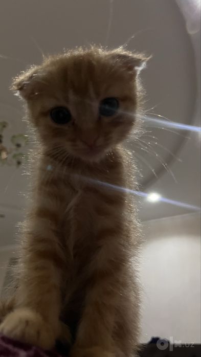 Котик вислоухая шотладская