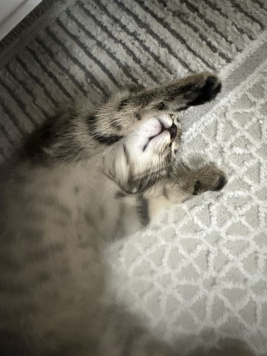 Котенок 5месяц приучен