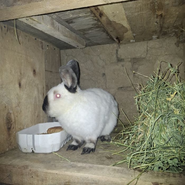 Кролик калифорния.8 месяц.самец.