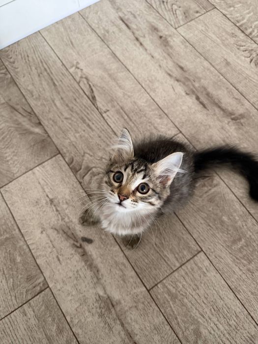 Отдам котенка в дотрые руки