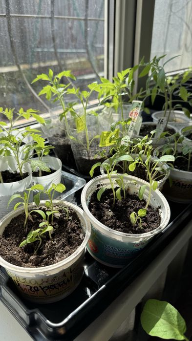 Рассада, помидоры, томаты, алоэ, красулы