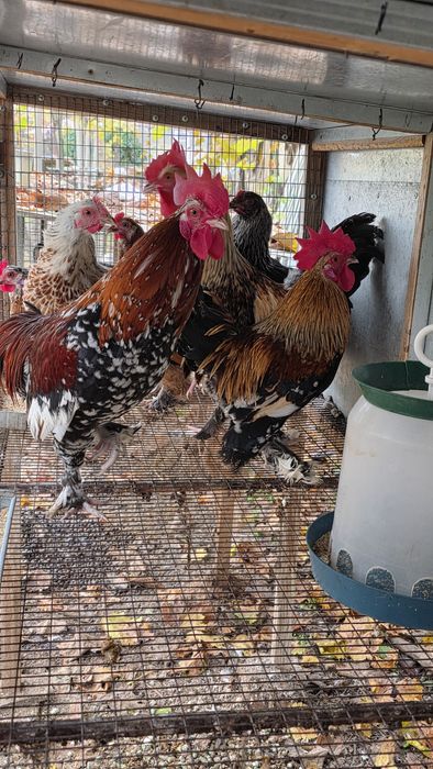 Японски петли и ярки. Пилета  Харко