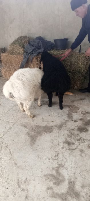 2 ta qirgʻizton qazoqi qoʻchqor barralar sotiladi