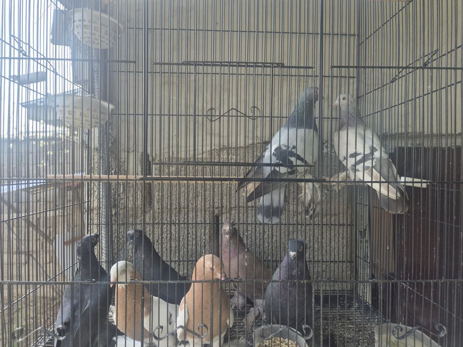 Кептерлер әр түрлі породалар