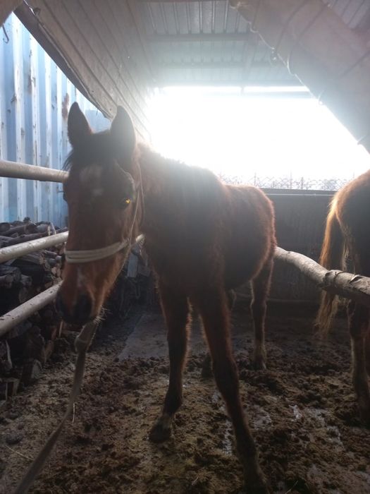 Тай жабагы тайлар