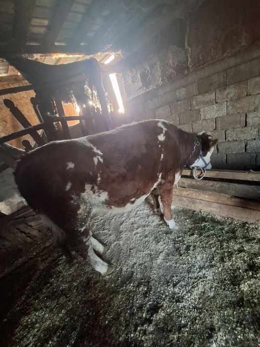 Vand juninca baltata romaneasca