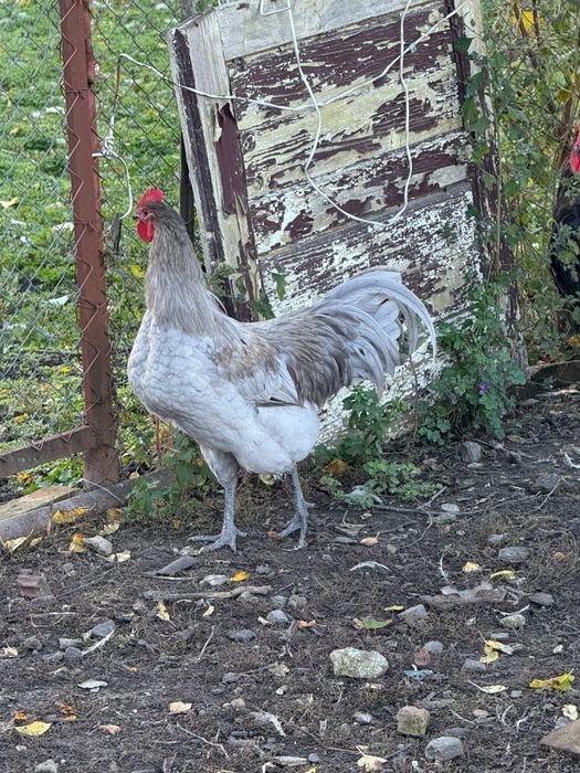 Cocosi Australorp 7 luni