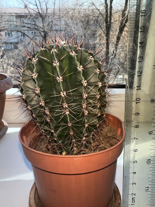 Кактусы 13-20 см высотой