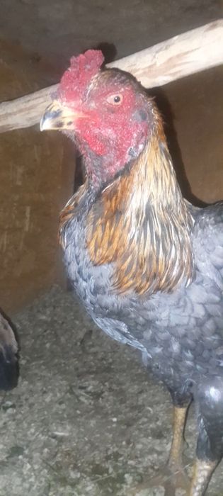 Дакан мошный зат