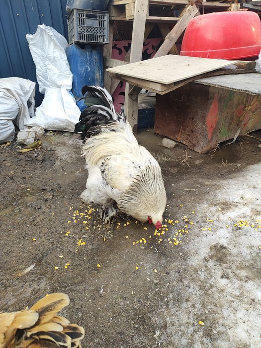 Продам кур брама и цепляет