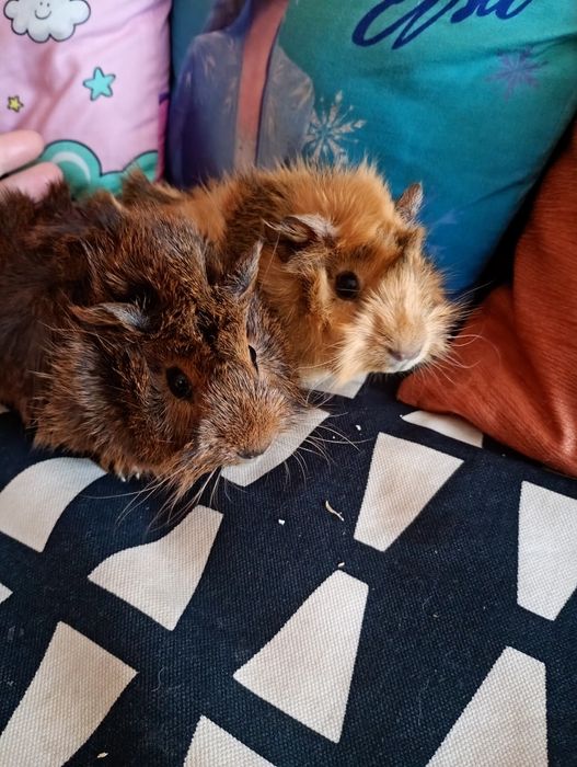 Porcușori de guineea