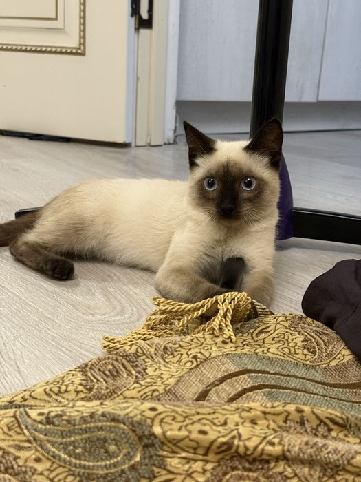 Красивый котик в добрые руки