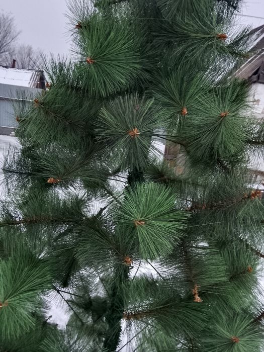 Продам Ёлку 2.30 высота