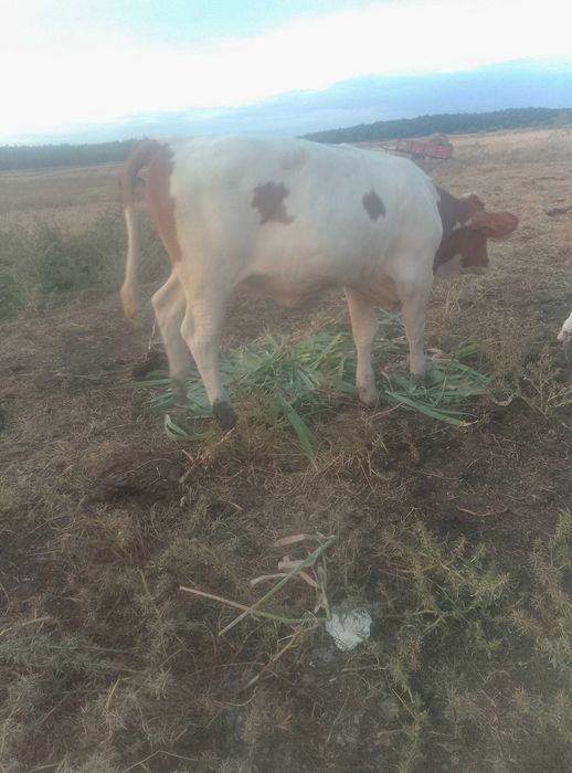Vând vițea in vârstă de 6 luni
