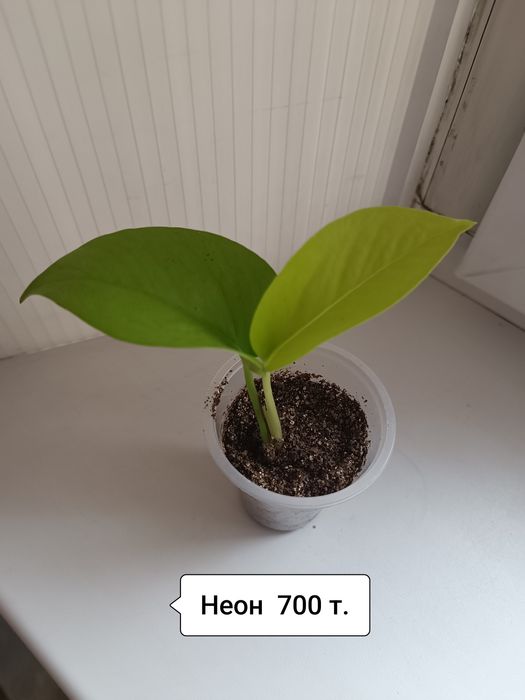 Для выпечки тортов,