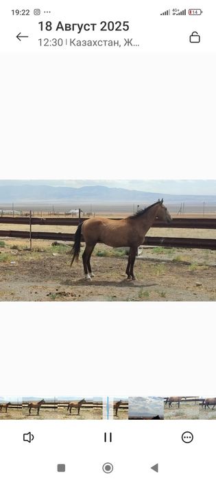 Кол тума кунан 2 жасар