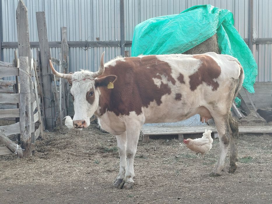 Дойная молочная корова, покрытая