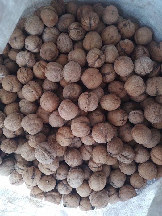 Жанғақ бағасы 600 тг