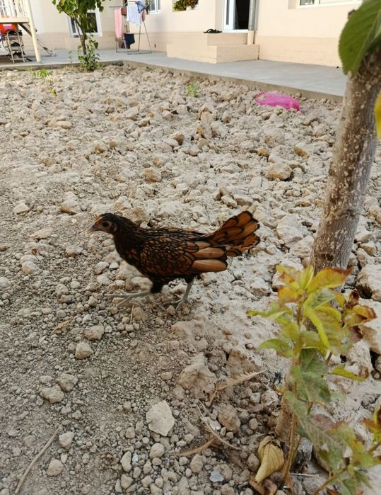 Sibrayt 6 oyi sotiladi
