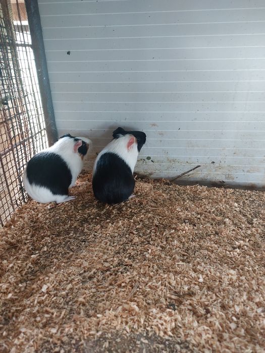 Porcusori de guinea