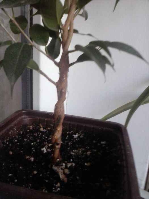 Фикус Бенджамина