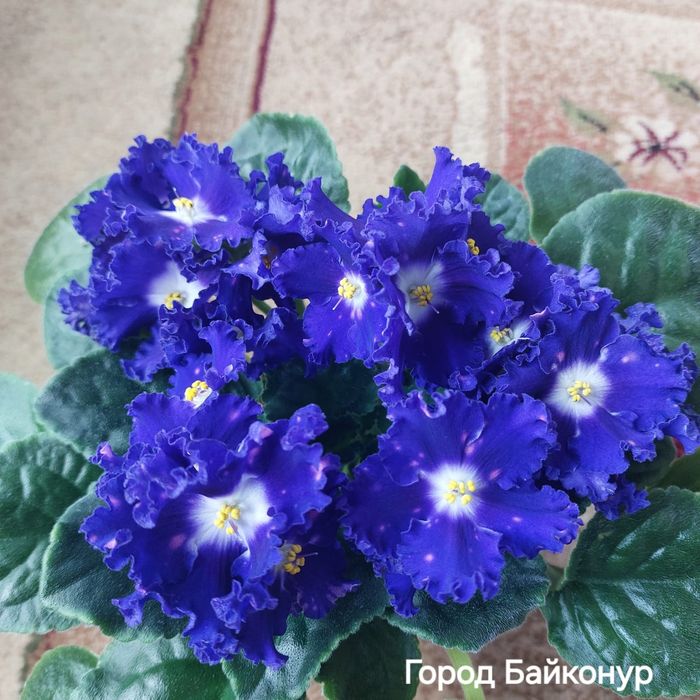 Комнатная фиалка