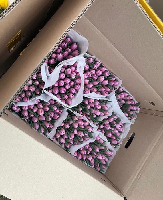 Тюльпаны оптом с теплицы