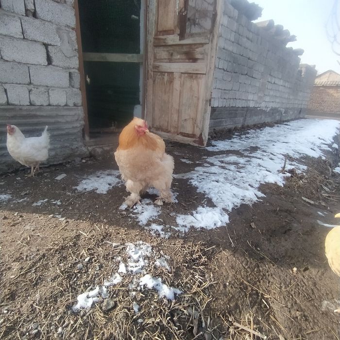 Брама товуклар сотилади