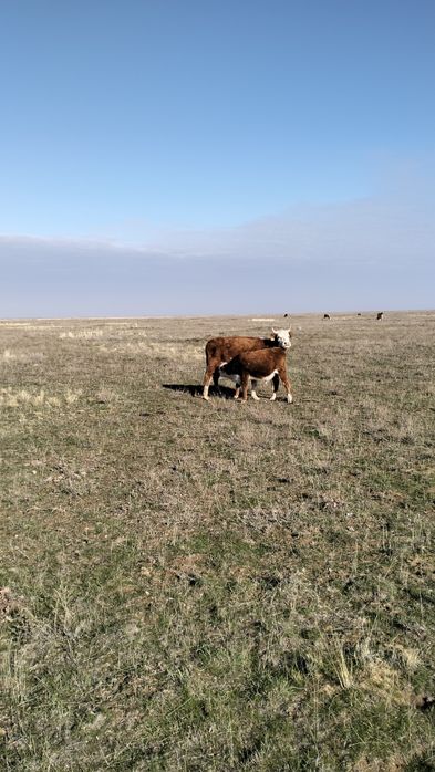 Откормға қысыр құнажындар сатылады