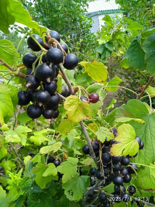 Продам дачу в СО Пригородное