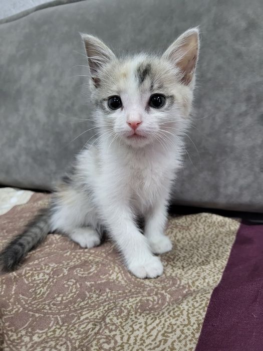 Котенок девочка в добрые руки.