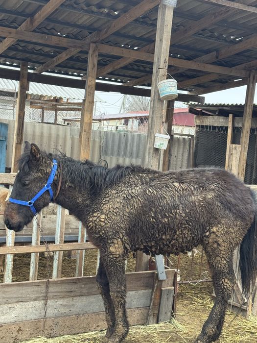 Буаз бие сатылады