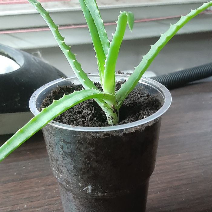 Алоэ оттопыренное, столетник