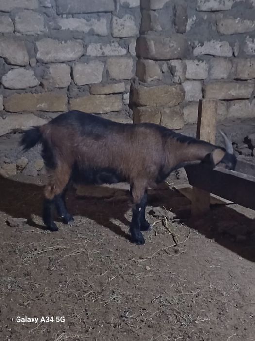 Занен ешкілер сатылады.