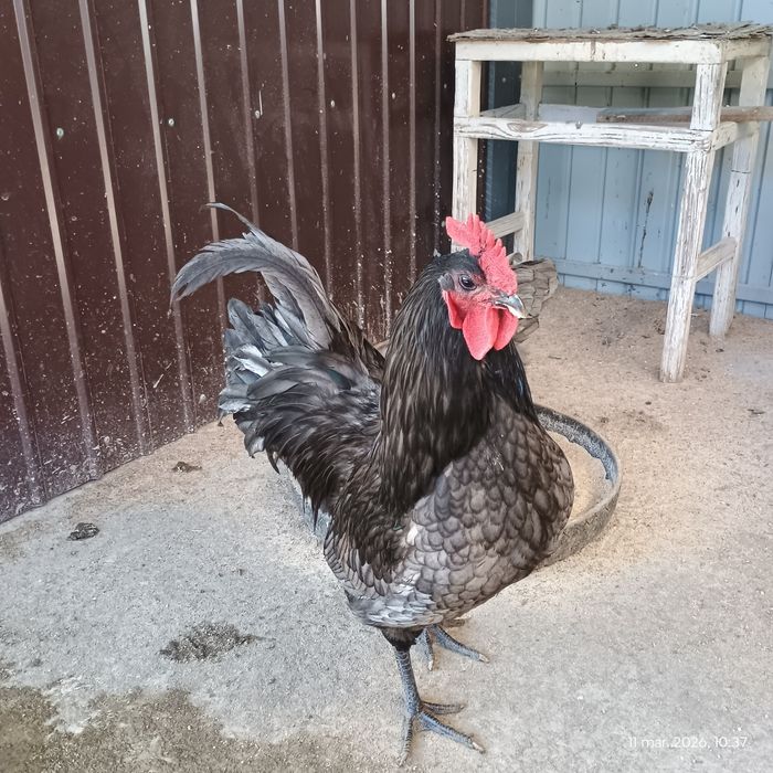 Vând cocoș Australorp